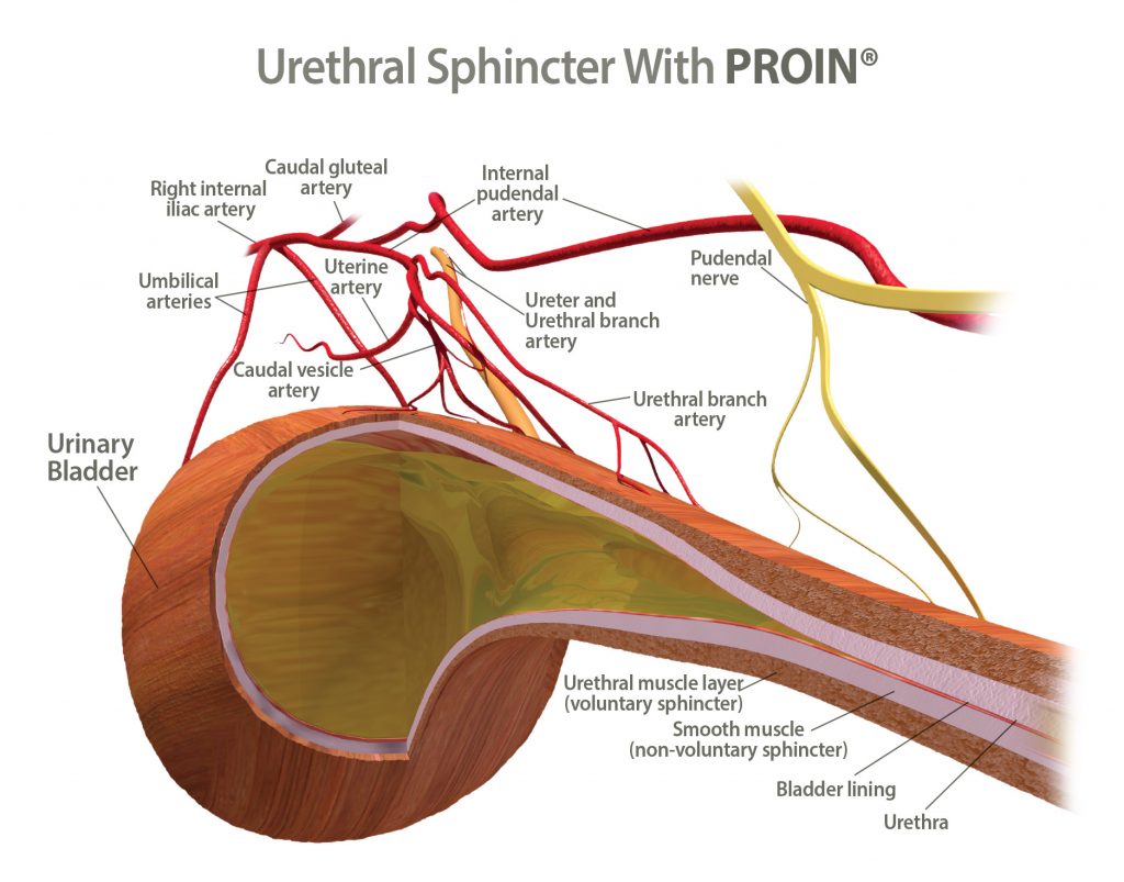 ppa dog incontinence